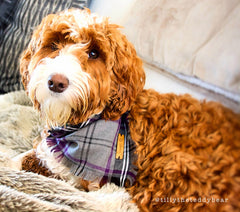 Frayed Buffalo Purple Plaid Dog Bandana by Scamps