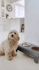 Rico Dog Feeder Grey by Labbvenn