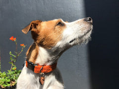 Marmaduke Zingy Orange Velvet Lined Harris Tweed Designer Dog Collar