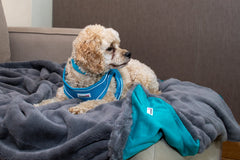 Doodlebone Luxury Faux Fur Pet Blankets