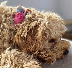 Flower Bud Dog Collar with Detachable Flower