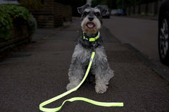 Urban Trek Neon Yellow Dog Lead