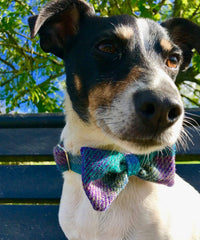 Beautiful Blue Harris Tweed Bow Tie Designer Dog Collar
