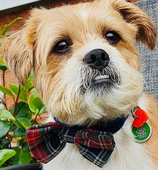 Dougal Bow Tie Designer Dog Collar by Scrufts