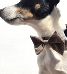 Barnaby Bow Tie Designer Dog Collar by Scrufts