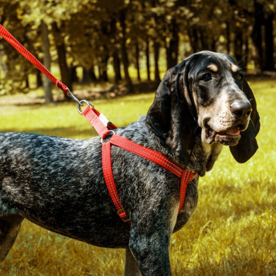 Bowl and Bone Active Red Dog Harness