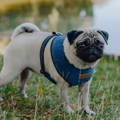 Bowl and Bone Candy Blue Dog Harness