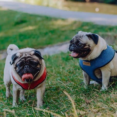 Bowl and Bone Candy Blue Dog Harness