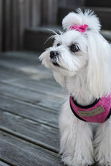 Bowl and Bone Candy Pink Dog Harness