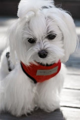 Bowl and Bone Candy Red Dog Harness