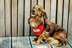 Bowl and Bone Candy Red Dog Harness