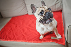 Bowl and Bone Royal Dog Blanket