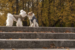 Bowl and Bone Spirit Gold Quilted Dog Jacket