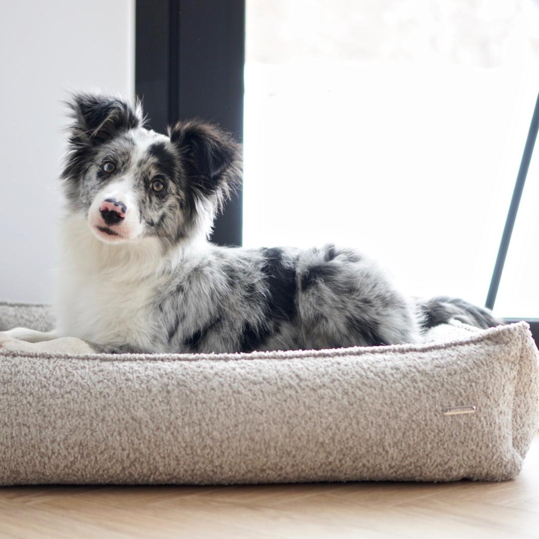 Chic dog bed shop