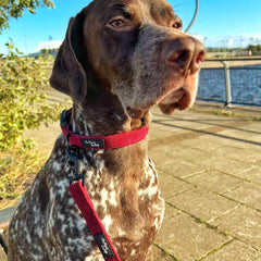 Burgundy Cord Dog Collar | Pet Pooch Boutique