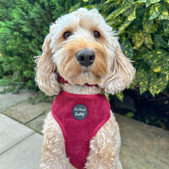Burgundy Cord Dog Harness | Pet Pooch Boutique