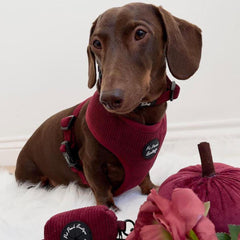 Burgundy Cord Dog Harness | Pet Pooch Boutique