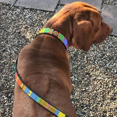Luxury Leather Masai Beaded Dog Leads In Pastel