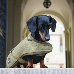 Country and Twee Green Tweed Waterproof Dachshund Dog Coat
