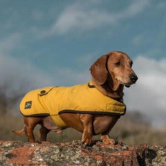 Country and Twee Mustard Waxed Cotton Dachshund Dog Coat