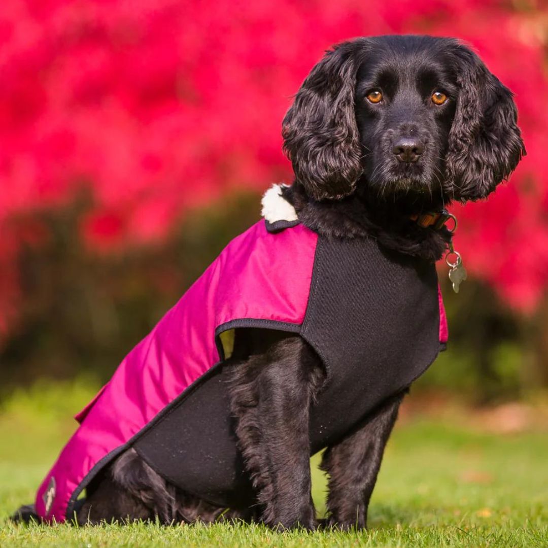 Country and Twee Waterproof Burgundy Underbelly Dog Coat