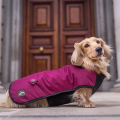 Country and Twee Waterproof Burgundy Underbelly Dog Coat
