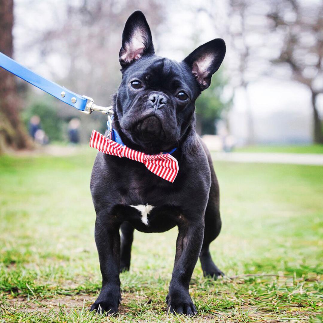 Creature Clothes Candy Stripe Dog Bow Tie