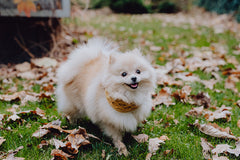 Bowl and Bone Luxury Chimney Dog Scarf