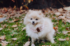 Bowl and Bone Luxury Chimney Dog Scarf