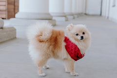 Bowl and Bone Luxury Chimney Dog Scarf