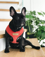 Bowl and Bone Candy Red Dog Harness