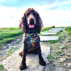 Earth Friendly Trekker Dog Harness Citrus Army Camo