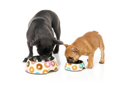 FuzzYard Go Nuts Easy Feeder Dog Bowl