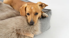 Fora Cappuccino Faux Fur Dog Blanket by Labbvenn