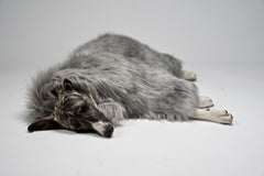 Fora Silver Grey Faux Fur Dog Blanket by Labbvenn