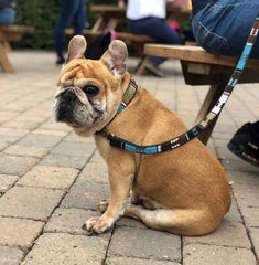 Luxury Leather Masai Beaded Dog Leads In Sky