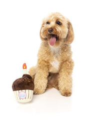 FuzzYard Birthday Cupcake Dog Toy