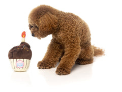 FuzzYard Birthday Cupcake Dog Toy