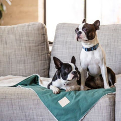 FuzzYard Life Comforter Dog Blanket in Myrtle Green