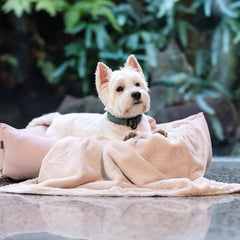 FuzzYard Life Dog Collar In Myrtle Green