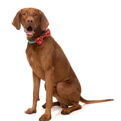 FuzzYard Naughty Ginger Christmas Bow Tie For Dogs