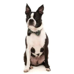 FuzzYard Savanna Dog Bow Tie