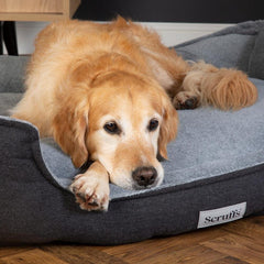 Harvard Memory Foam Box Dog Bed - Graphite Grey | Scruffs