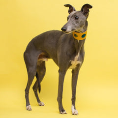 Hiro And Wolf Shuka Blue Hound Collar