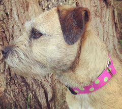 Sorbet Designer Dog Collar and Lead Set by Scrufts Pink with Green Spots