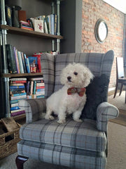 Ginger Harris Tweed Bow Tie Designer Dog Collar