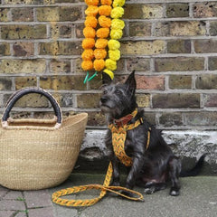 Fireworks Dog Harness by Hiro and Wolf