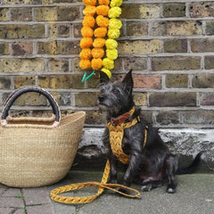 Fireworks Classic Dog Lead by Hiro and Wolf