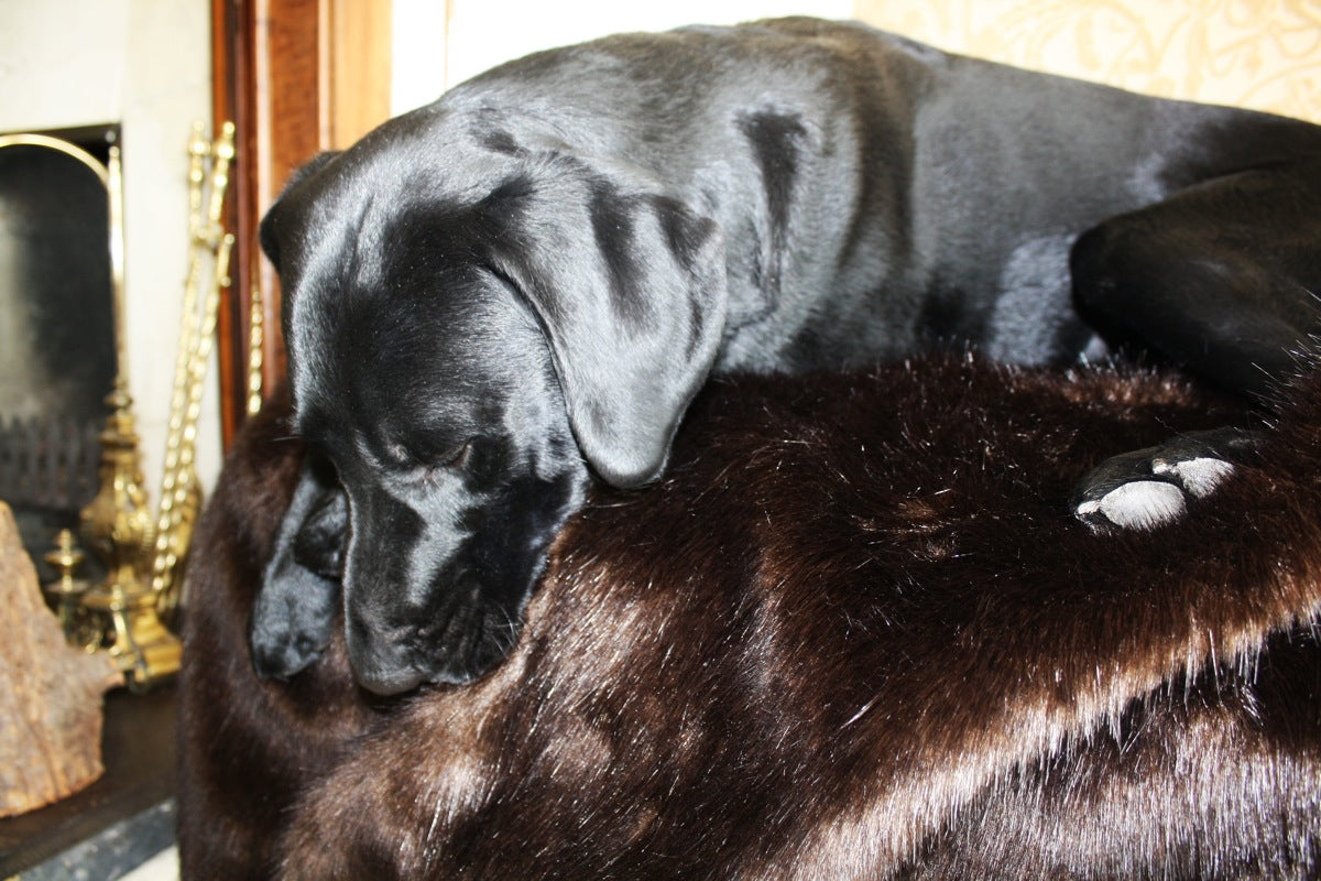Luxury Faux Fur Dog Blanket Mahogany Mink