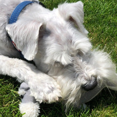 Schnauzer Knitted Dog Toy | English Hound